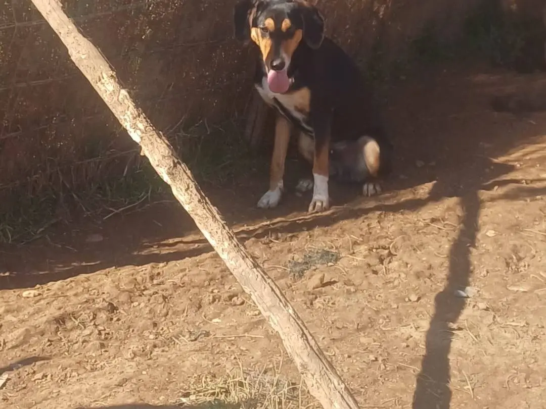 Adozione cane, maschio, Razza sconosciuta Razza sconosciuta, 1 anno e 6 mesi, taglia media contenuta, Catanzaro