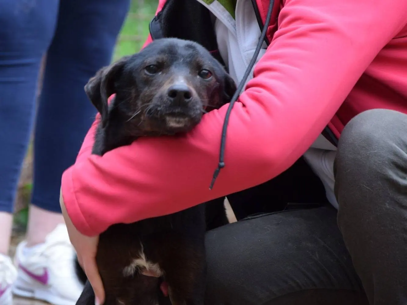 Adozione cane, maschio, Razza sconosciuta Razza sconosciuta, 7 anni e 10 mesi, taglia media contenuta, Chieti