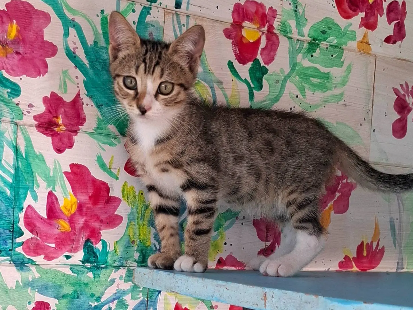 Vuoi adottare un gatto a Latina?