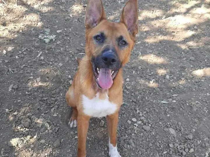 Adozione cane, maschio, meticcio, 5 anni e 8 mesi, taglia grande, Barletta