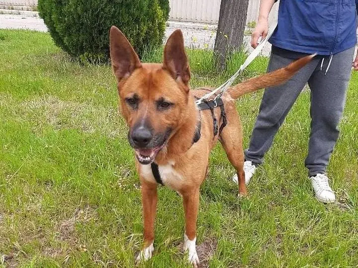 Adotta un cane, maschio, 5 anni e 8 mesi, Barletta