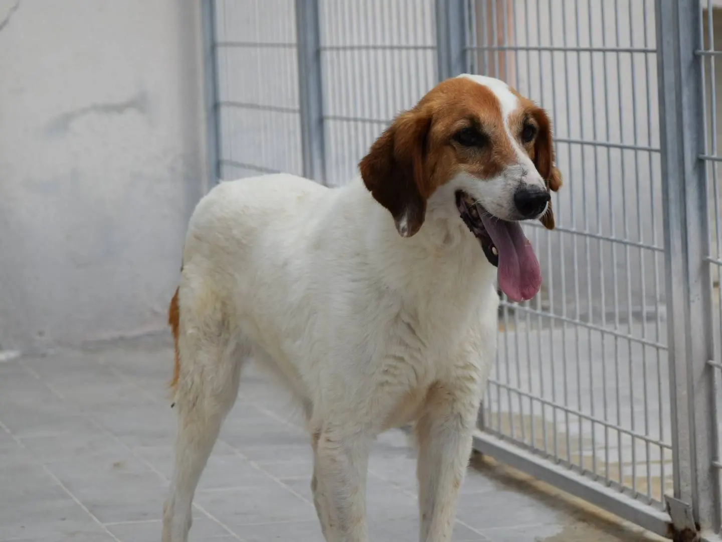 Adozione cane, femmina, Razza sconosciuta Razza sconosciuta, 11 anni e 11 mesi, taglia media, Chieti