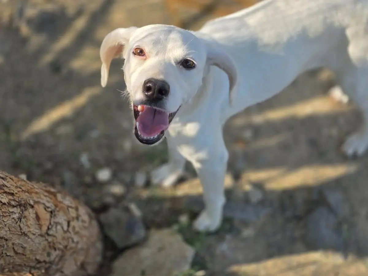 Adotta un cane, femmina, 2 anni, Catania
