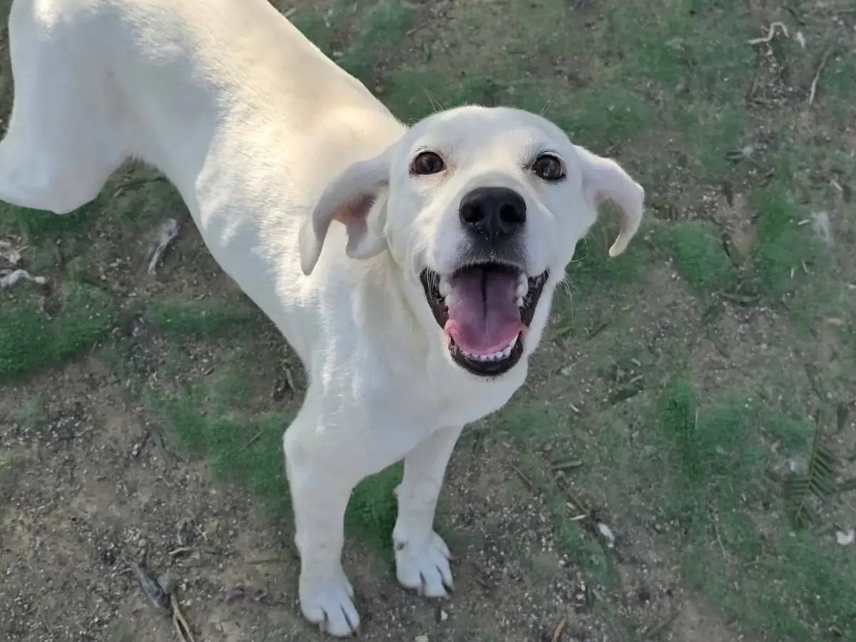 Adozione cane, femmina, Razza sconosciuta Razza sconosciuta, 2 anni, taglia piccola, Catania