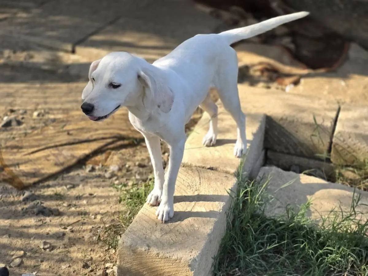 Adotta un cane, taglia piccola, femmina, Catania
