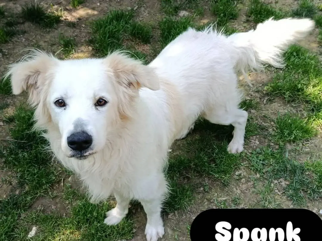 Adotta un cane, maschio, 9 anni e 9 mesi, Cremona