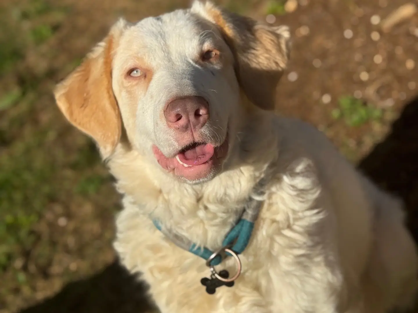 Adozione cane, femmina, Razza sconosciuta Razza sconosciuta, 2 anni e 2 mesi, taglia grande, Frosinone