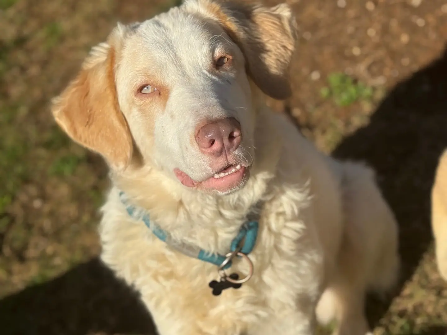 Adotta un cane, femmina, 2 anni e 2 mesi, Frosinone
