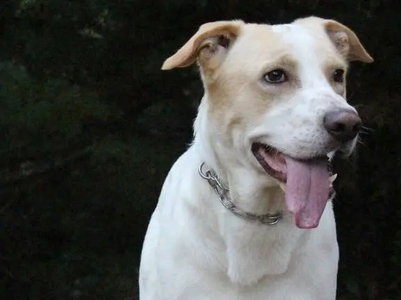 Adozione cane, maschio, Razza sconosciuta Razza sconosciuta, 8 anni e 4 mesi, taglia media, Pavia