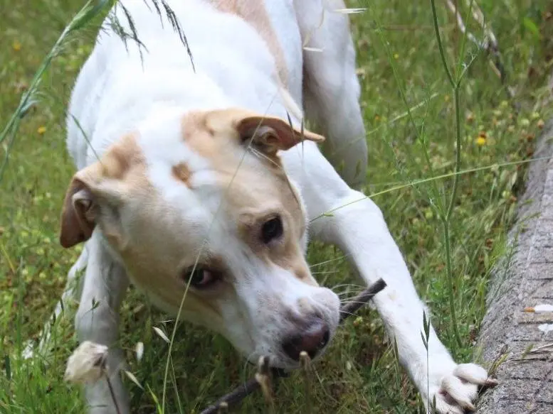 Vuoi adottare un cane a Pavia?