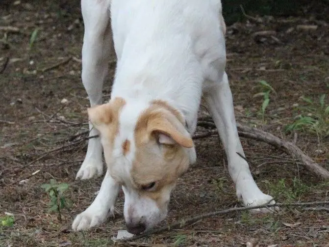 Adotta il cane Toby a Pavia