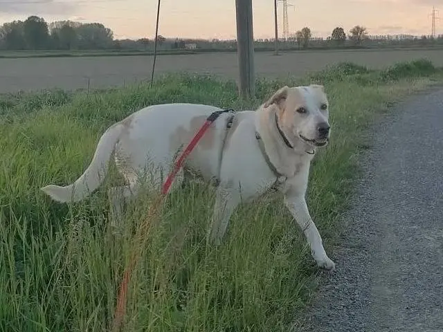 Adotta un cane, maschio, 8 anni e 4 mesi, Pavia