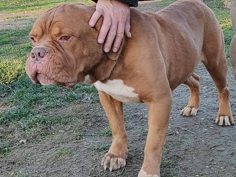 Adotta un cane, maschio, 8 anni e 10 mesi, Pavia