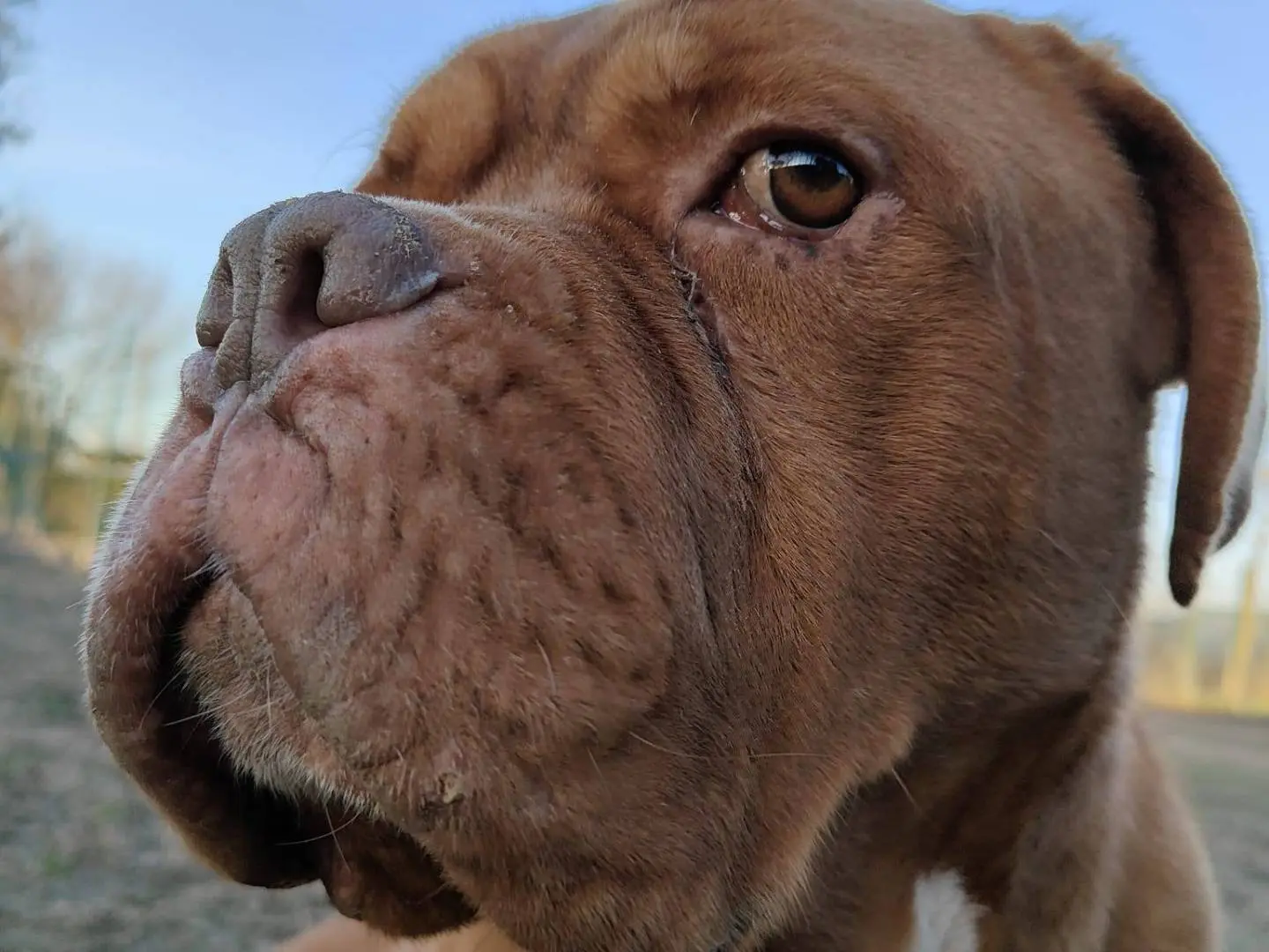 Adozione cane, maschio, Razza sconosciuta Razza sconosciuta, 8 anni e 10 mesi, taglia gigante, Pavia
