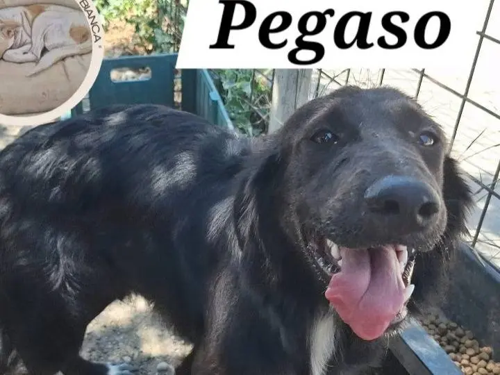 Adozione cane, maschio, Razza sconosciuta Razza sconosciuta, 2 anni e 4 mesi, taglia media contenuta, Cosenza