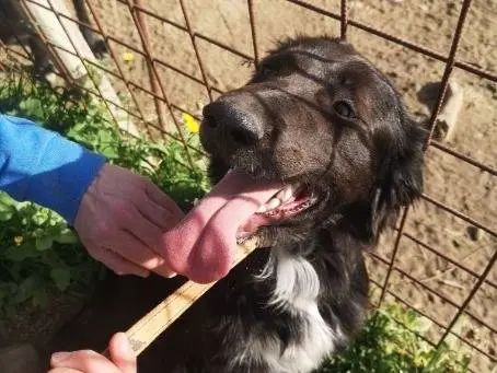 Adotta un cane, maschio, 2 anni e 4 mesi, Cosenza