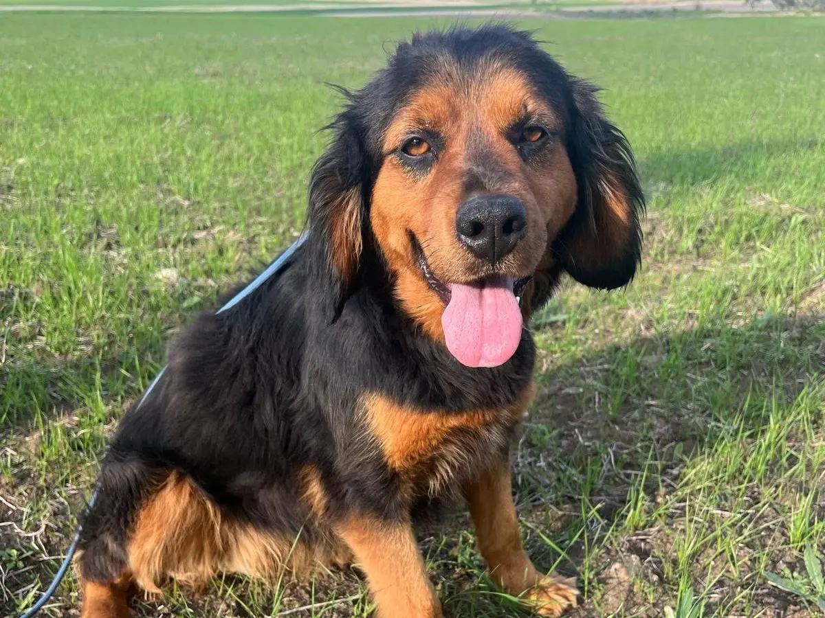 Adotta un cane, femmina, 5 anni, Matera
