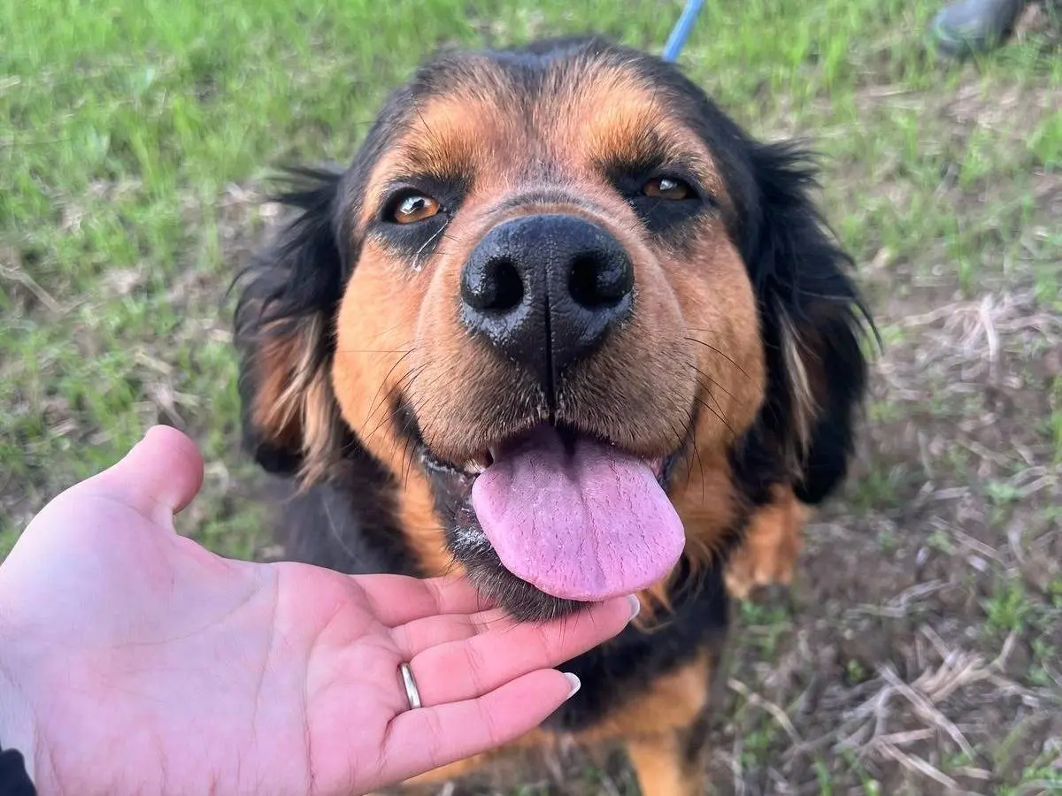 Adozione cane, femmina, Razza sconosciuta Razza sconosciuta, 5 anni, taglia media, Matera