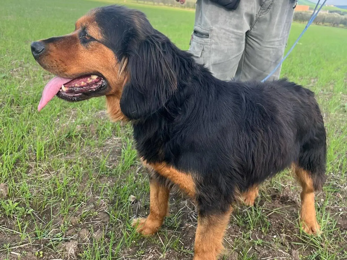 Vuoi adottare un cane a Matera?