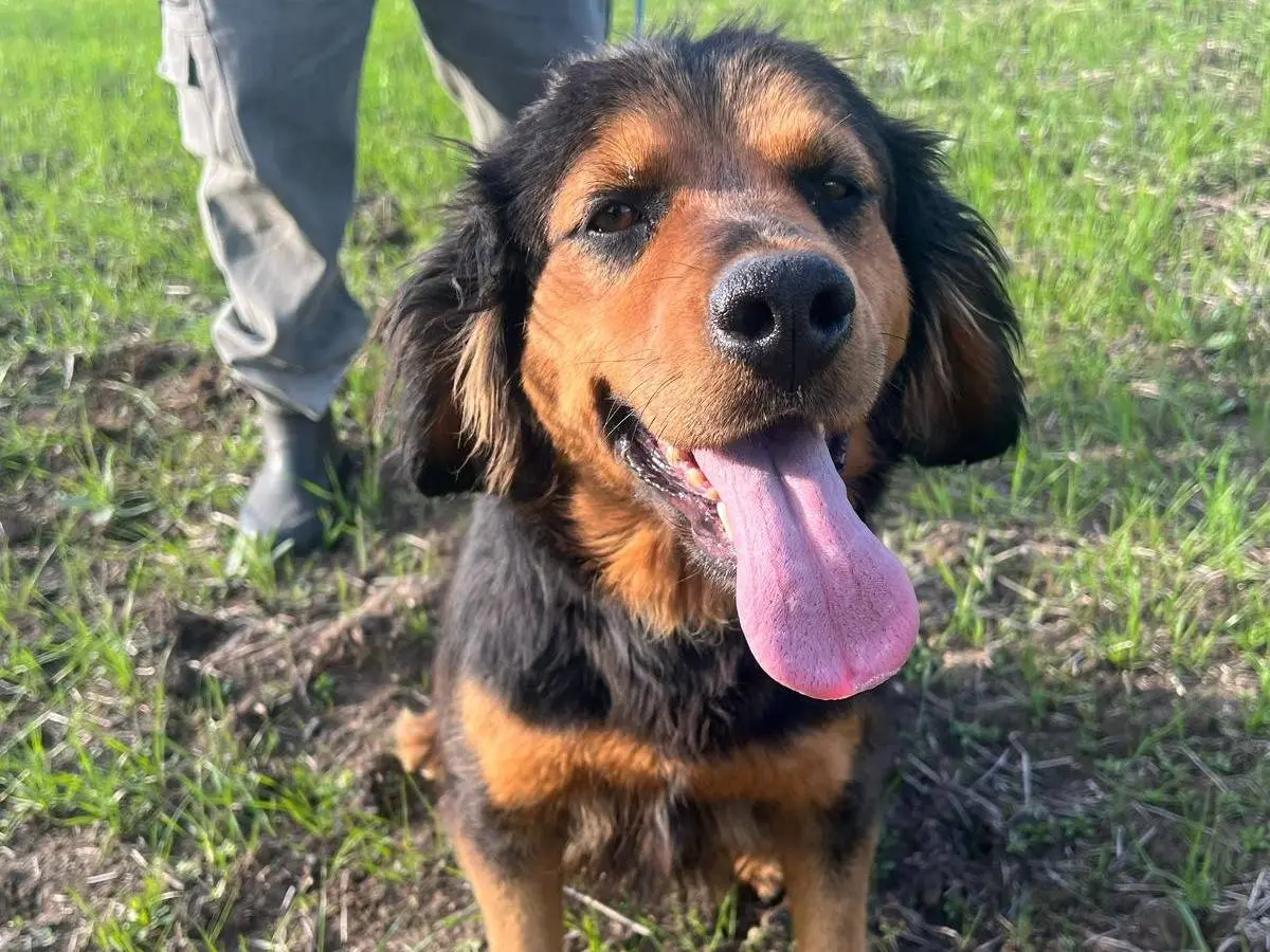 Adotta un cane, taglia media, femmina, Matera