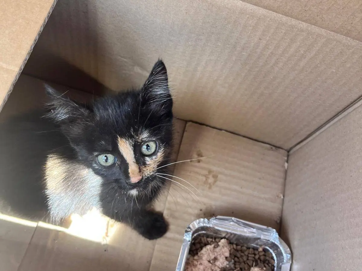 Adozione gatto, femmina, Razza sconosciuta Razza sconosciuta, 1 anno e 5 mesi, taglia non valida, Napoli