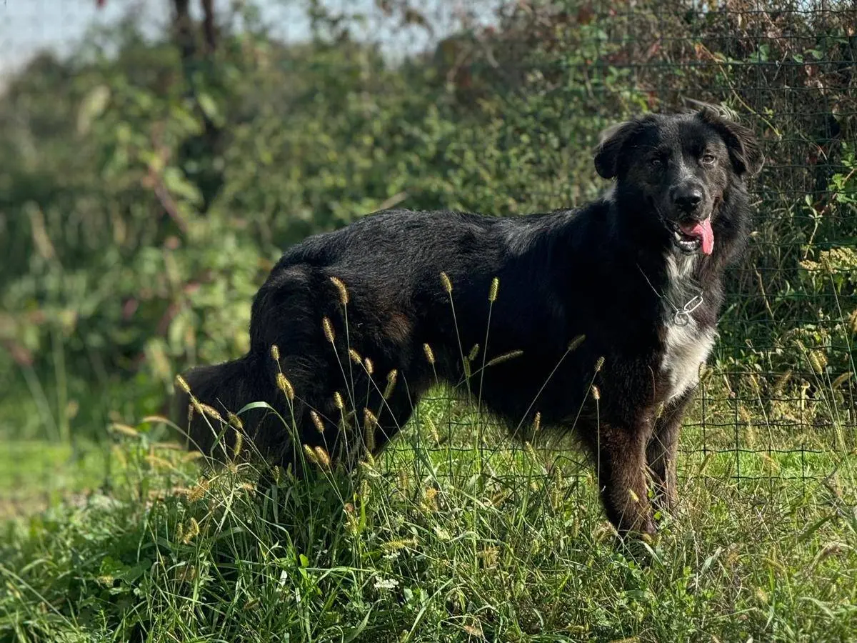 Adozione cane, maschio, Pastore australiano Border Collie, 4 anni, taglia grande, Monza