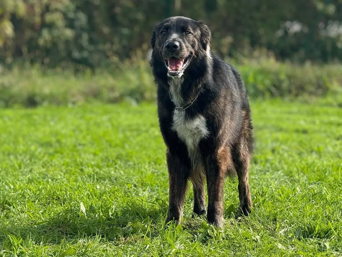 Adotta un cane, maschio, 4 anni, Monza