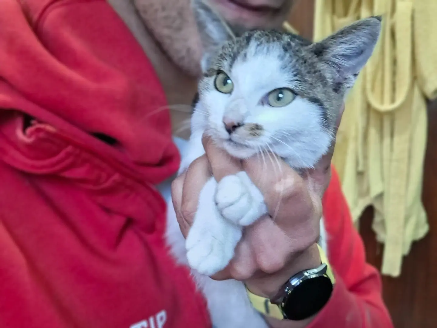 Vuoi adottare un gatto a Milano?