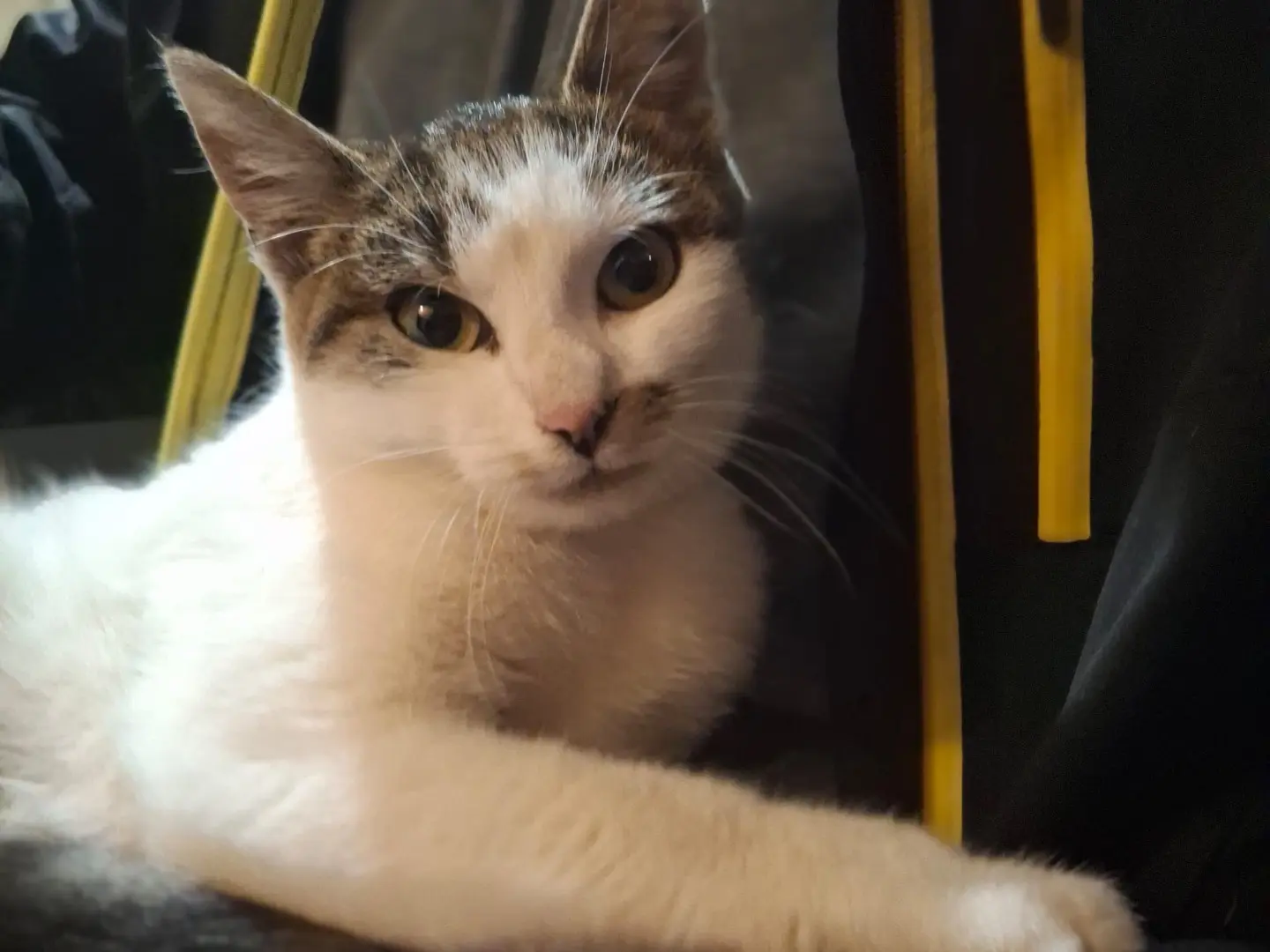 Adotta un gatto, femmina, 5 mesi, Milano