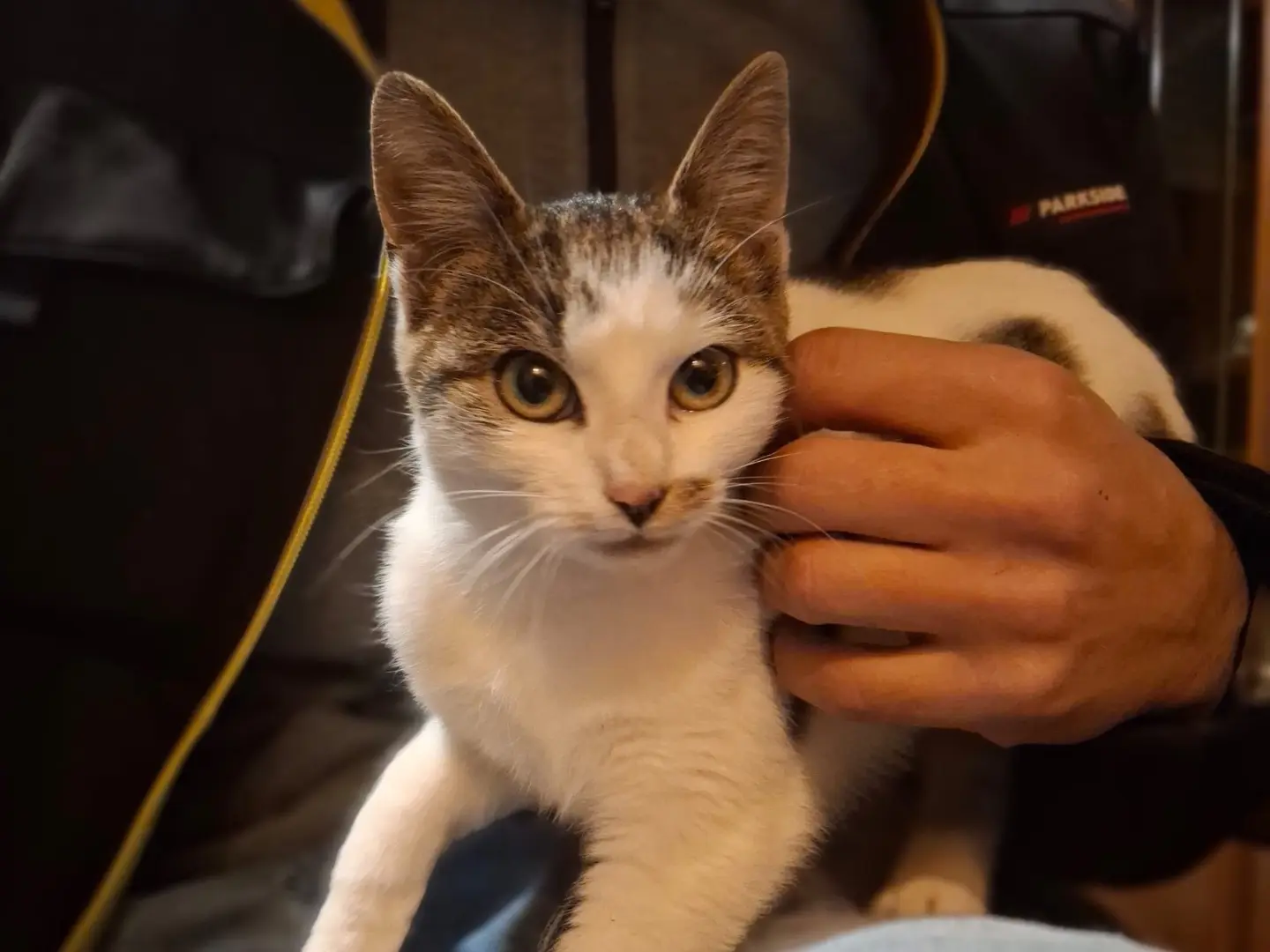 Adozione gatto, femmina, Razza sconosciuta Razza sconosciuta, 5 mesi, taglia non valida, Milano