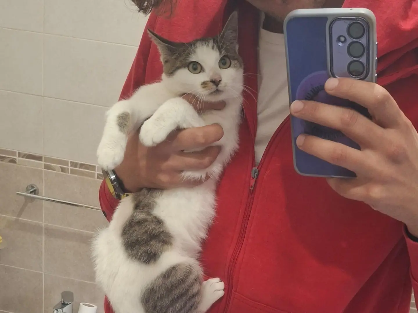 Adotta il gatto Sibilla a Milano