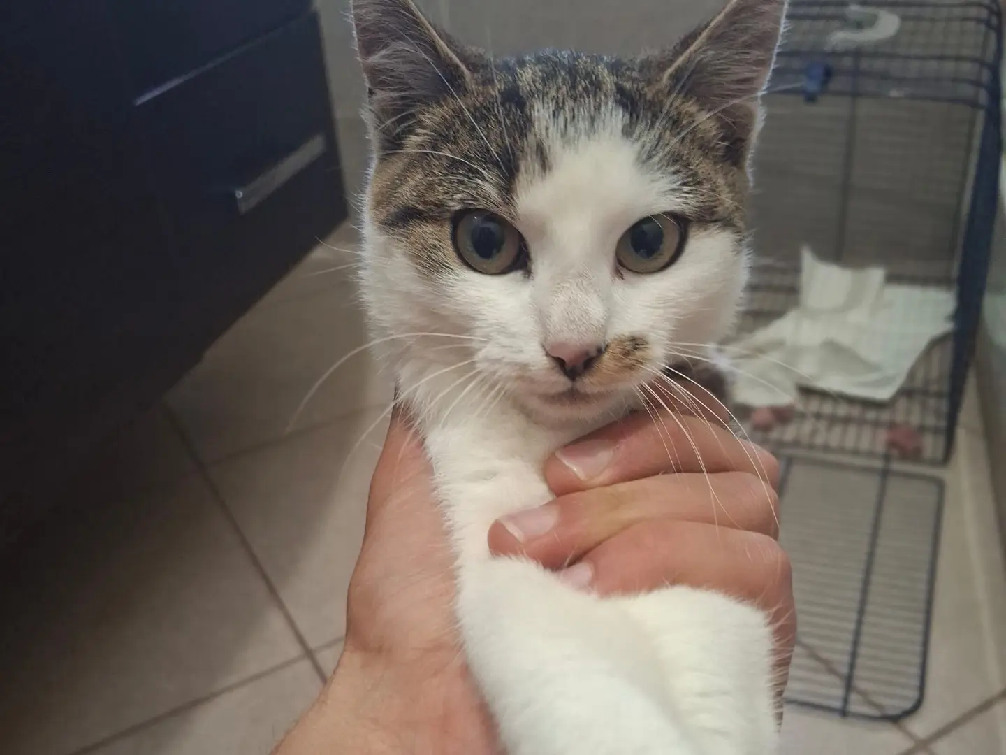 Adotta un gatto, taglia non valida, femmina, Milano