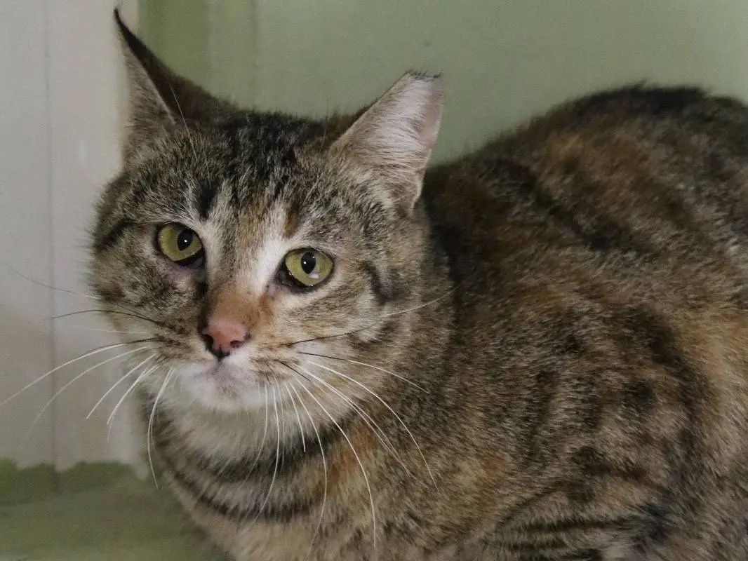 Adozione gatto, femmina, Razza sconosciuta Razza sconosciuta, 2 anni e 9 mesi, taglia non valida, Torino