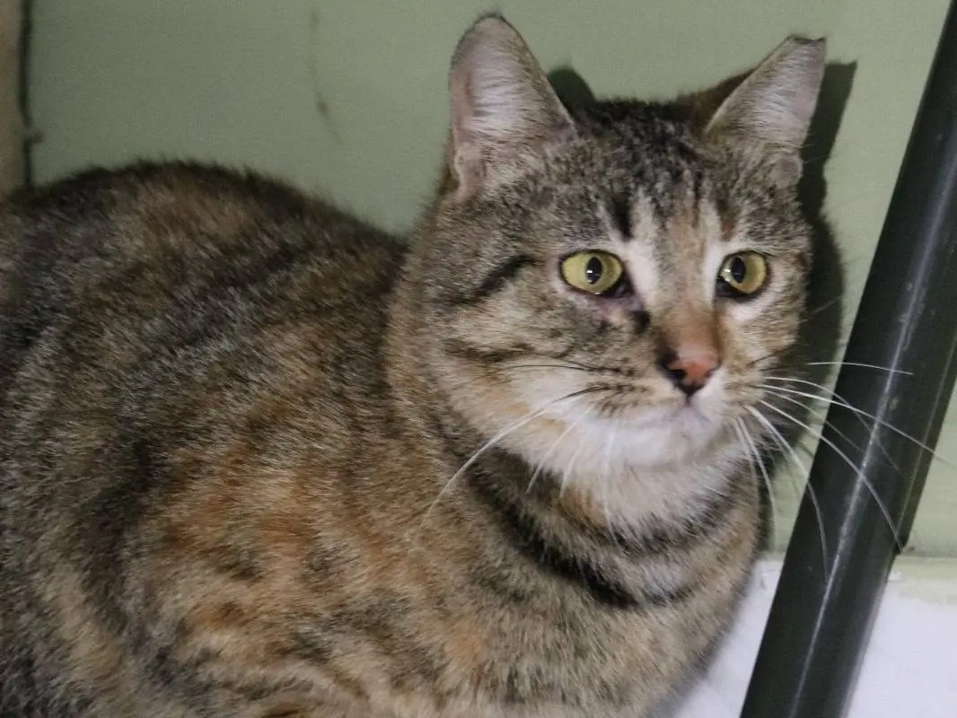 Adotta un gatto, taglia non valida, femmina, Torino