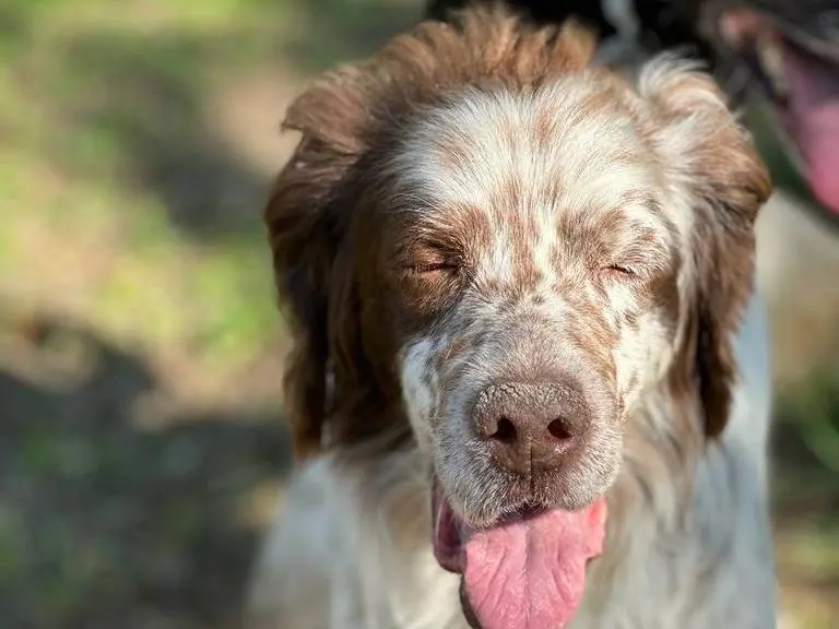 Adozione cane, maschio, meticcio, 13 anni, taglia media contenuta, Napoli