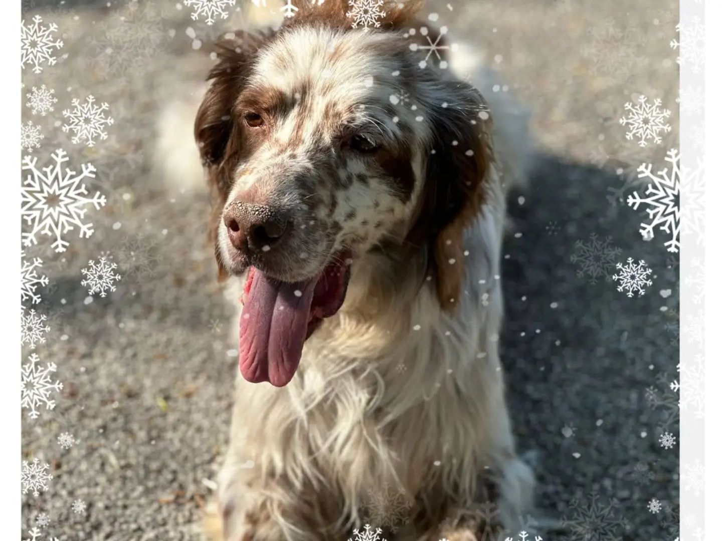 Adotta un cane, maschio, 13 anni, Napoli