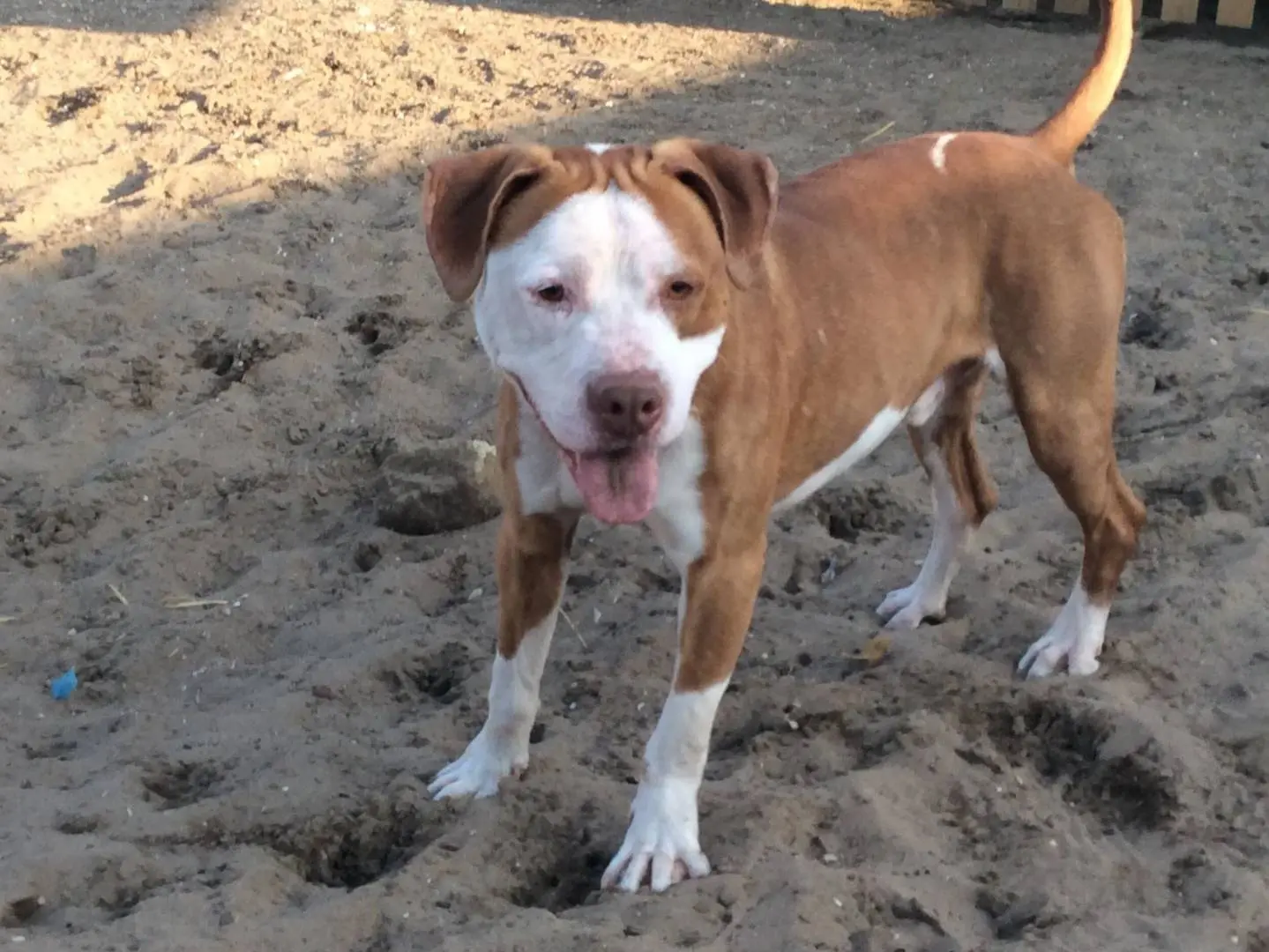 Adozione cane, maschio, Pitbull Razza sconosciuta, 9 anni e 7 mesi, taglia grande, Rovigo