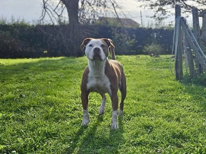 Adotta un cane, taglia grande, maschio, Rovigo