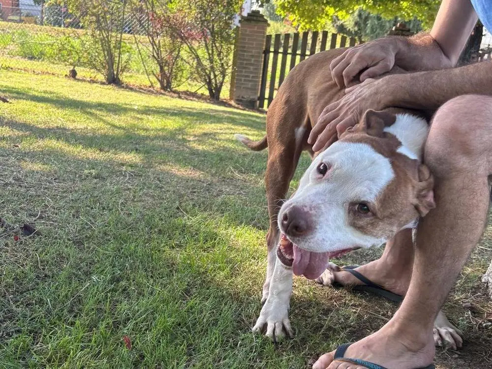 Adotta un cane, maschio, 9 anni e 7 mesi, Rovigo