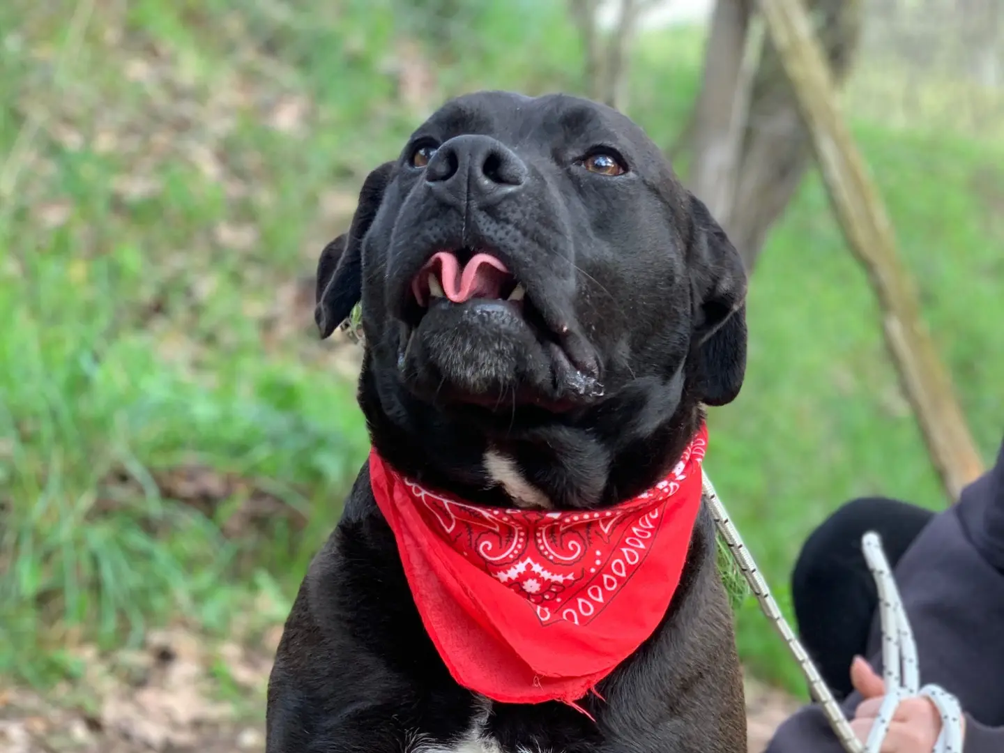 Adotta il cane Rascal a Latina