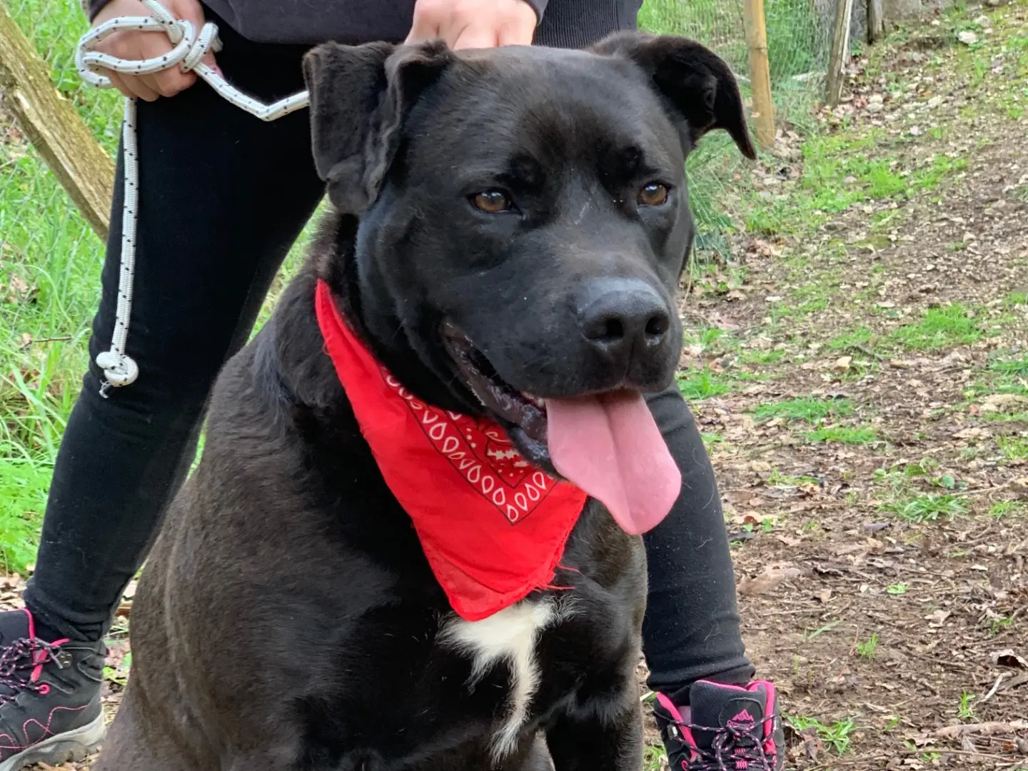 Adotta un cane, maschio, 4 anni e 3 mesi, Latina