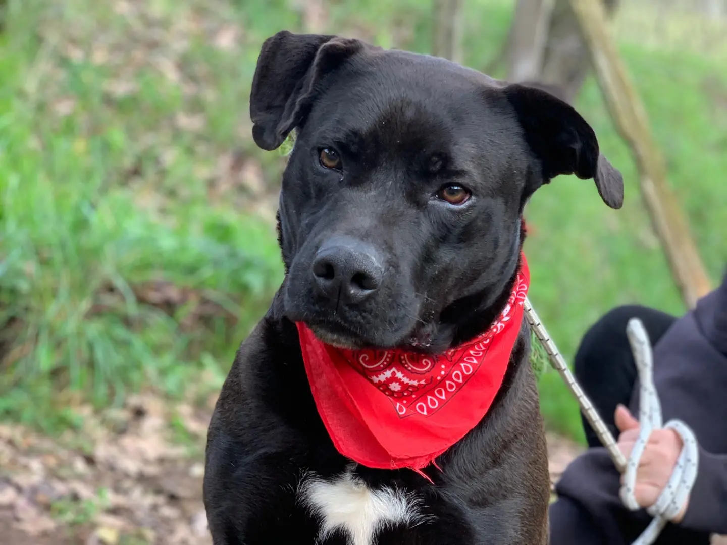 Adozione cane, maschio, Razza sconosciuta Razza sconosciuta, 4 anni e 3 mesi, taglia grande, Latina