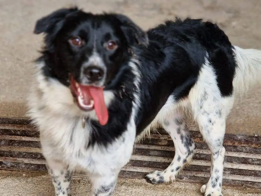 Adotta il cane CALI E CHICCO a Catania