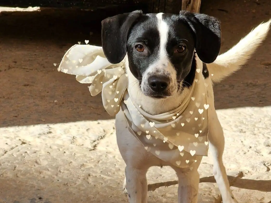 Vuoi adottare un cane a Catania?
