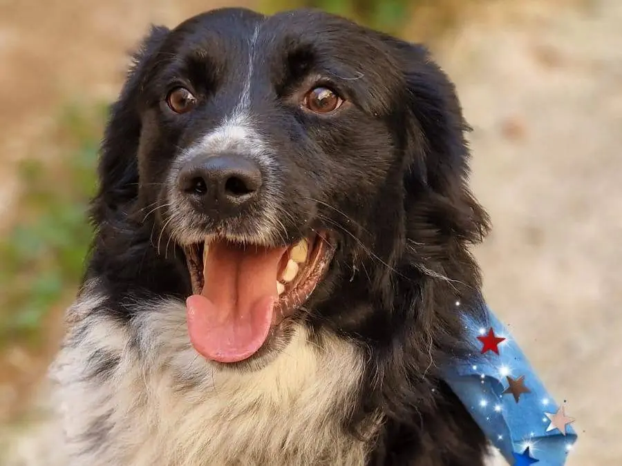 Adozione cane, maschio, Razza sconosciuta Razza sconosciuta, 2 anni e 7 mesi, taglia media, Catania