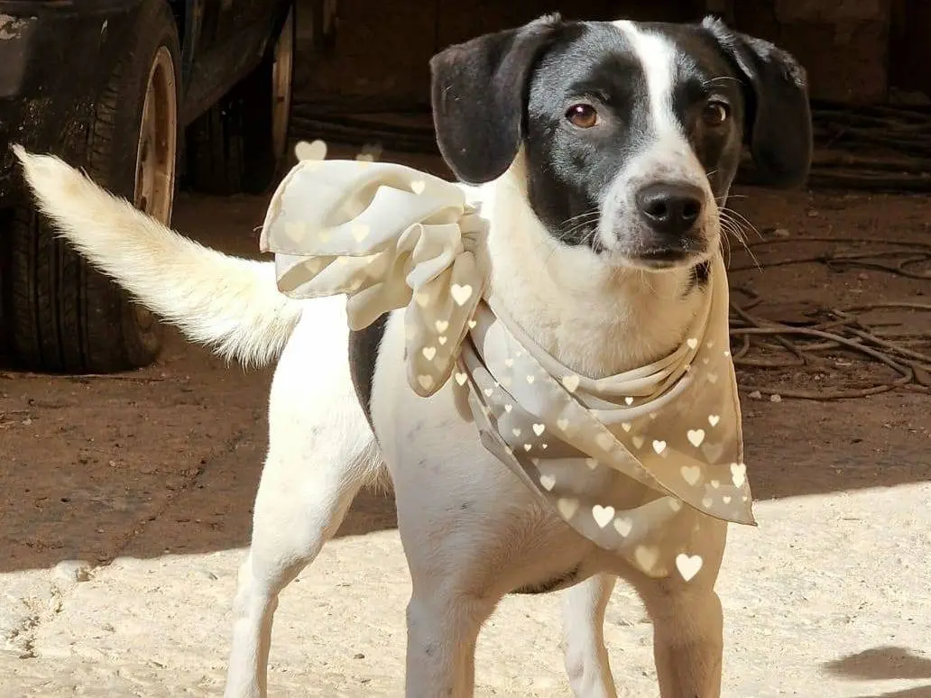 Adotta un cane, maschio, 2 anni e 7 mesi, Catania