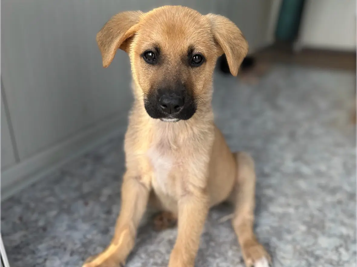 Adotta un cane, taglia media, maschio, Siracusa