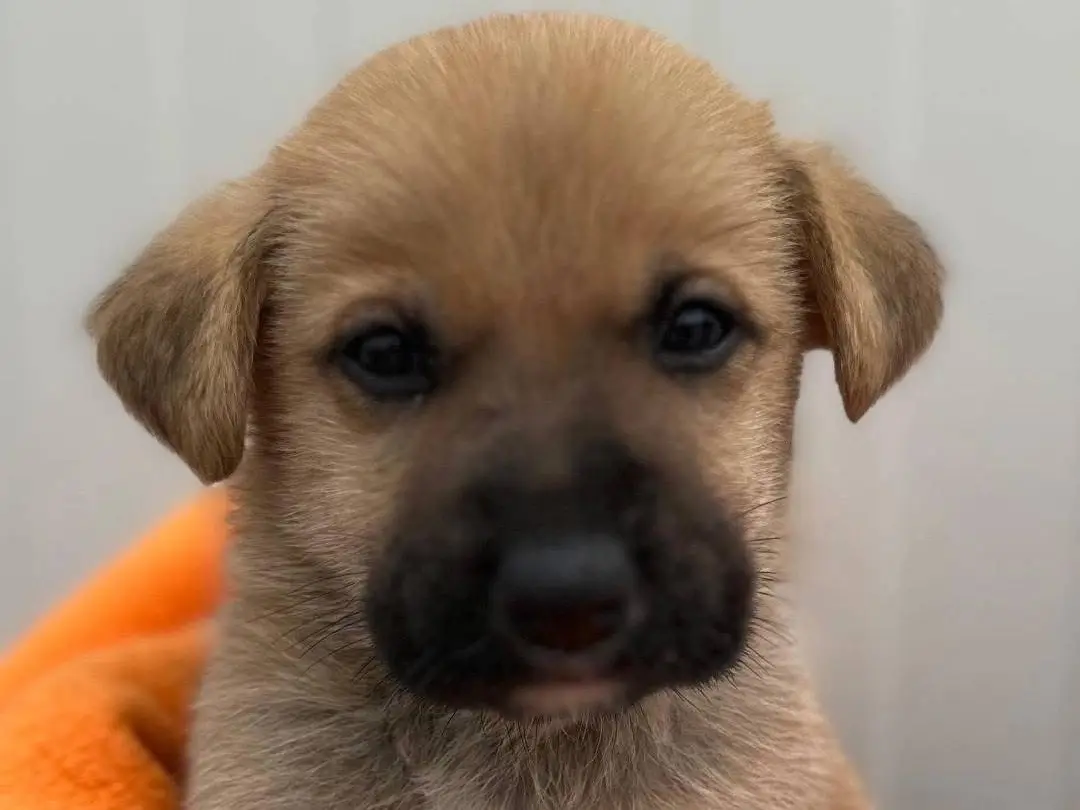 Adotta il cane Rudy a Siracusa