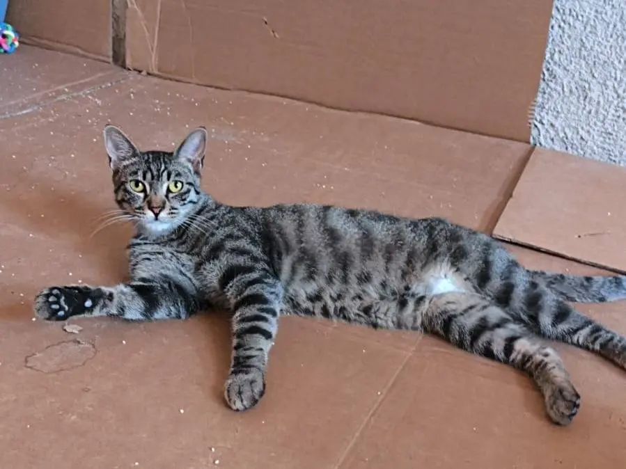 Adotta un gatto, maschio, 2 anni e 2 mesi, Bari