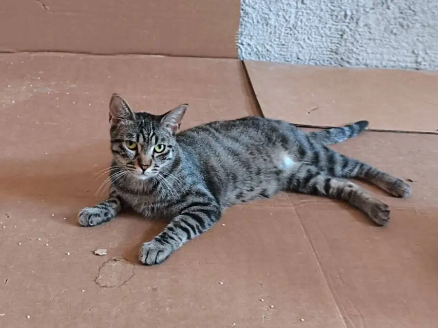 Adozione gatto, maschio, Razza sconosciuta Razza sconosciuta, 2 anni e 2 mesi, taglia non valida, Bari